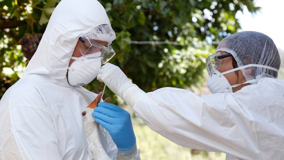 SAG intensifica vigilancia y aumenta nivel de alerta por detección de influenza aviar en Perú, Colombia y Ecuador
