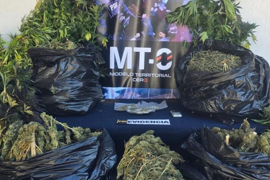 MT-0 de la PDI Talagante realiza importante operativo en Isla de Maipo y saca de circulación cerca de 25 kilos de cannabis